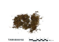 藏品(細葉小羽苔)的圖片